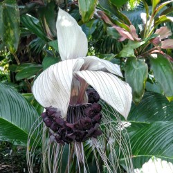 λευκό Λουλούδι Νυχτερίδα Σπόροι (Tacca chantrieri) 2.85 - 4