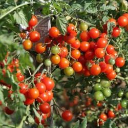 400+ Sementes de Tomate Cherry Belle 5.5 - 2