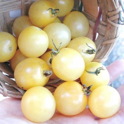 Graines Tomate Cerise Blanche 1.95 - 1