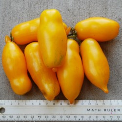 Banana Legs Tomate Samen 1.85 - 2