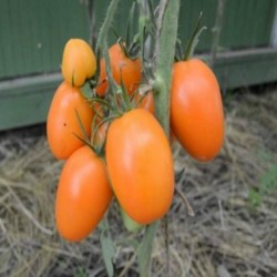 Sementes de tomate Tschuchloma 1.85 - 2