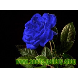 Blaue Rose Blumensamen ein echtes Highlight