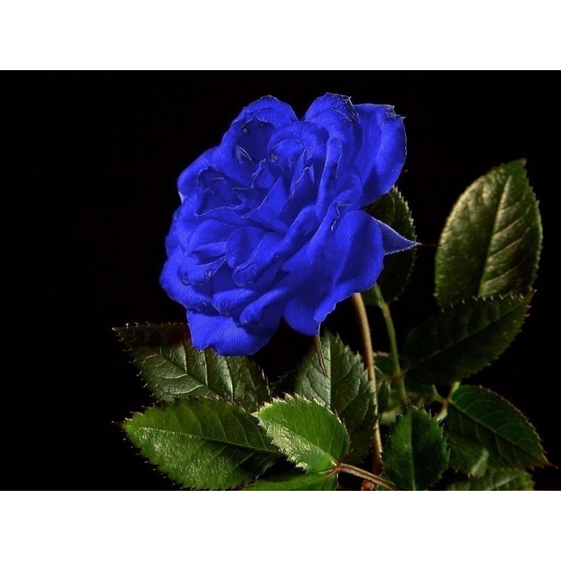 Price: €2.5 - Blue Rose Flower Seeds - 