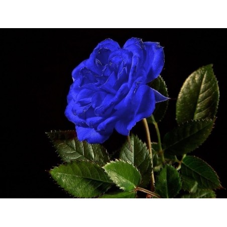 Price: €2.5 - Semi Di Rosa Blu' "Rarissima" -