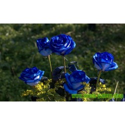 Sementes de Rosa Azul - Blue