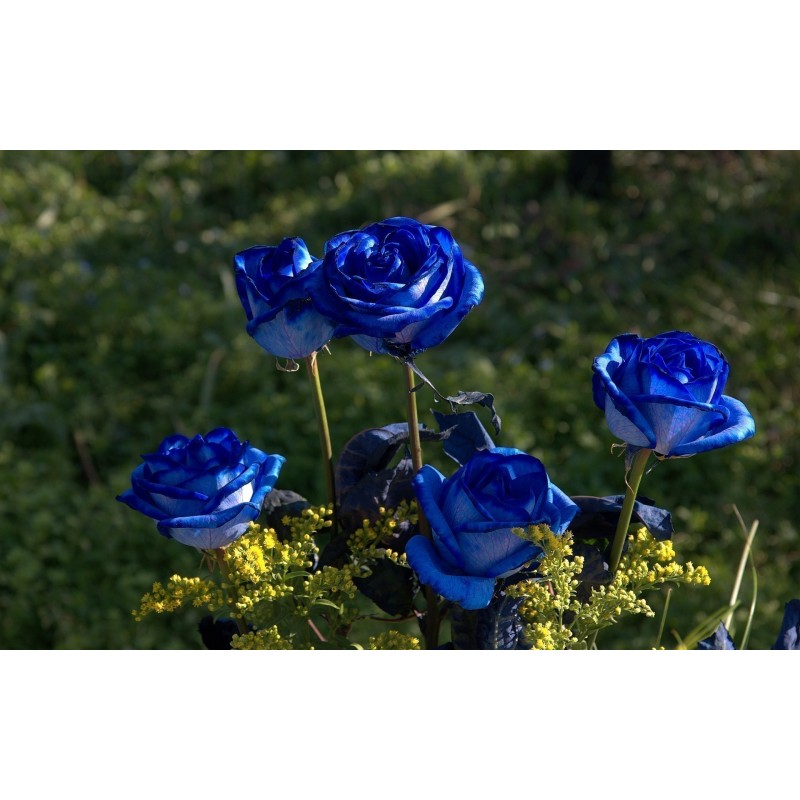 Price: €2.5 - Blue Rose Flower Seeds - 