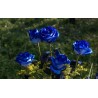 Price: €2.5 - Blue Rose Flower Seeds - 
