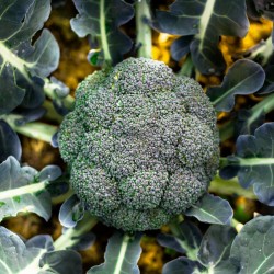 Ramoso Calabrese Broccoli - Sparriskål Frön 1.95 - 2