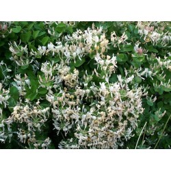 Sementes de Madressilva (Lonicera caprifolium) 1.95 - 3