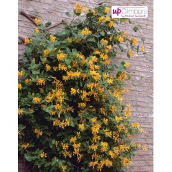 Kaprifol eller äkta kaprifol frön (Lonicera caprifolium) 1.95 - 4