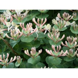 Kaprifol eller äkta kaprifol frön (Lonicera caprifolium) 1.95 - 8