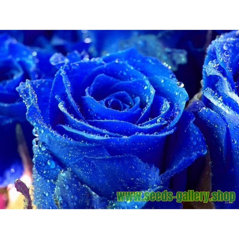 Blue Rose Flower Seeds