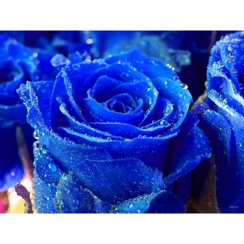 Price: €2.5 - Frön Blue Rose Sällsynta - 