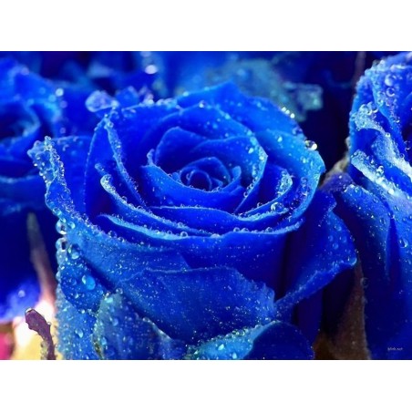 Price: €2.5 - Semi Di Rosa Blu' "Rarissima" -