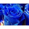 Price: €2.5 - Frön Blue Rose Sällsynta - 