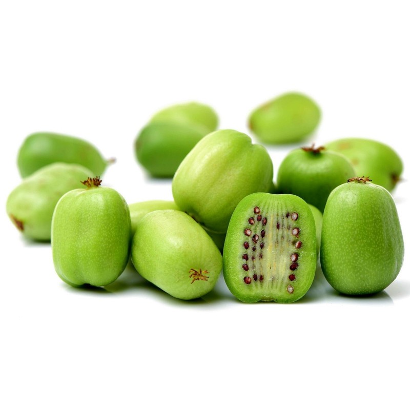 Seme Hardy Kiwi (Actinidia arguta), kiwi berry, arctic kiwi, otporan do -34 1.5 - 1