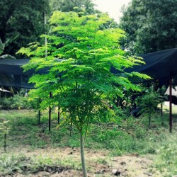 Moringa Drvo Zivota - Cudesno Drvo Seme (PKM 1)  - 5