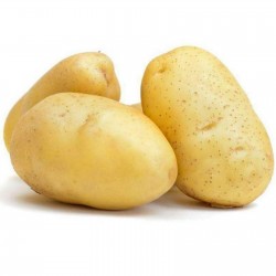 Kennebec Белая кожа - белая мякоть картофеля Семена  - 4