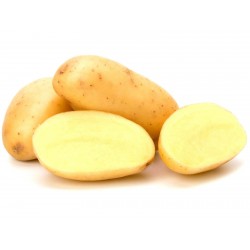 Weisse kartoffeln samen KENNEBEC  - 2