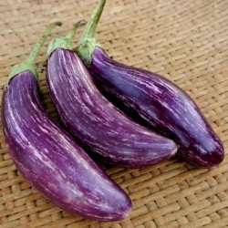 Greek Eggplant Seeds TSAKONIKI  - 2