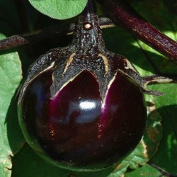 Ronde De Valence Eggplant Seeds  - 1
