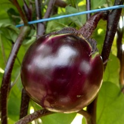 Ronde De Valence Eggplant Seeds  - 3