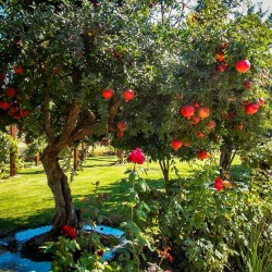 Granatapfel - Pomegranate Samen (Punica granatum)  - 1