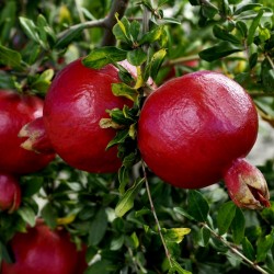 Pomegranate Seeds (Punica granatum)  - 2
