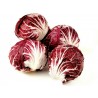Radicchio - Chicory Seeds ‘‘Red Verona‘‘  - 1