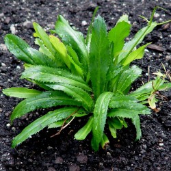 Mexikansk koriander frön (Eryngium foetidum)  - 1