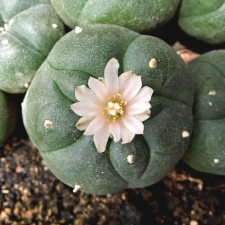 Peyote Seeds (Lophophora williamsii) | €2.85