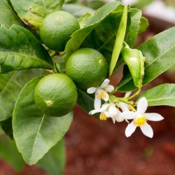Semi di limetta di Tahiti (Citrus × latifolia)  - 1