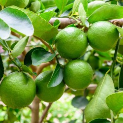 Tahitilime Frön (Citrus ×latifolia)  - 2