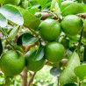 Persian lime Seeds – limoo, Tahiti lime  - 2