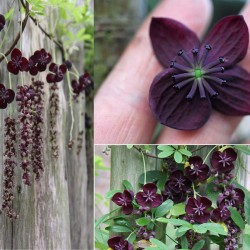 Semillas de Planta Del Chocolate (Akebia trifoliata)  - 4