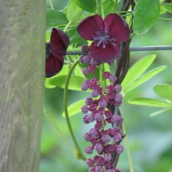 Akebie Seme (Akebia trifoliata)  - 5