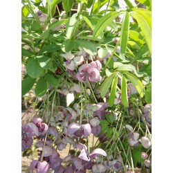 Sementes de Akebia Trifoliata Resistentes geada  - 10