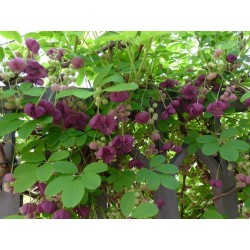 Σπόροι Akebi - Mu Tong (Akebia trifoliata)  - 11