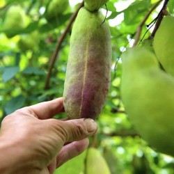 Akebior frön (Akebia trifoliata)  - 13