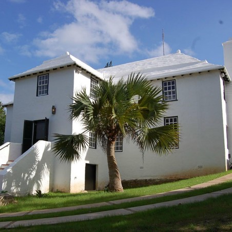 Seme Palme Bermuda Palmetto