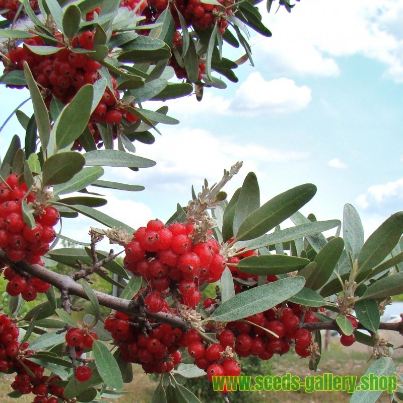 Russet Buffaloberry Seeds (Shepherdia canadensis)