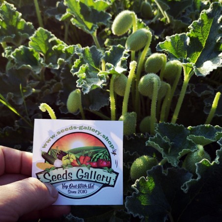 Spritzgurke Samen - Gurke des Teufels (Ecballium elaterium) | 1,80 €