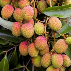 Litchi Frön Fruktträd - Frukt (Litchi chinensis)  - 2