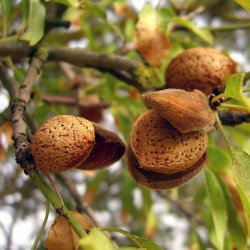 Graines de AMANDE DOUCE (Prunus amygdalus)  - 2