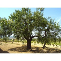 Süßmandel - Mandelbaum Samen (Prunus dulcis)  - 4