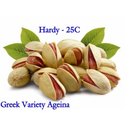 Sementes de Pistache Variedade Grega "Aegina" (Pistacia vera)  - 12
