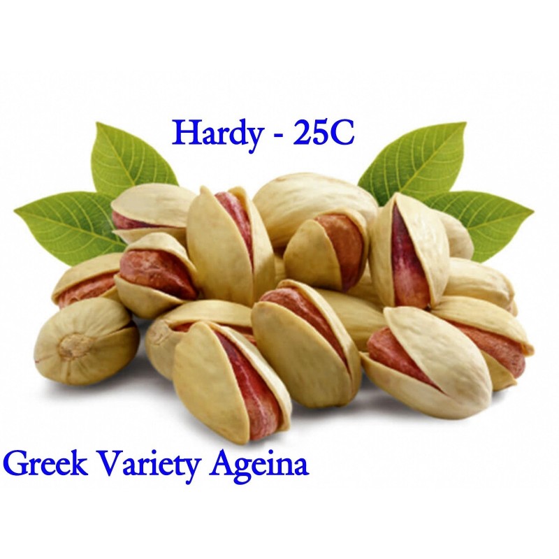 Фисташковые семена греческого сорта "Aegina" (Pistacia vera)  - 12