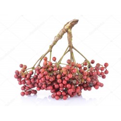 Japanskt Pepparträd - Sanshō Fröer (Zanthoxylum piperitum)  - 2