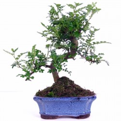 Japanskt Pepparträd - Sanshō Fröer (Zanthoxylum piperitum)  - 3