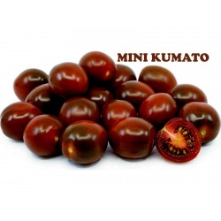Semi di pomodoro ciliegio nero Kumato  - 2
